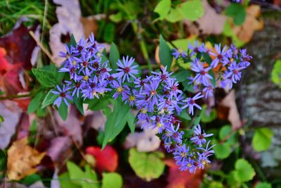 Close-up of purple flowering plants