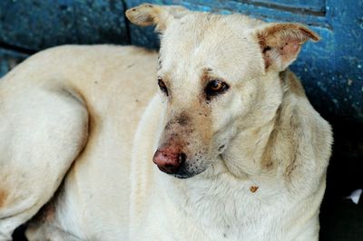 Close-up portrait of dog sitting