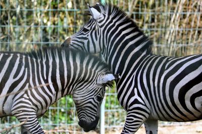 Zebra standing in a grass