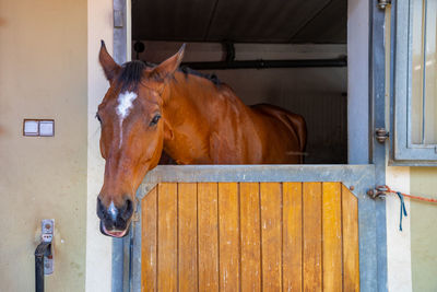 Horse in stable