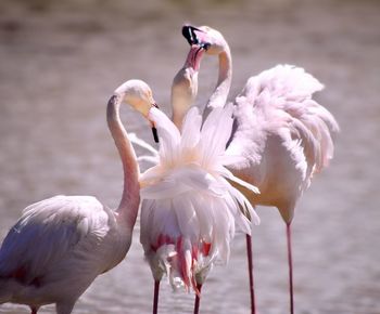 Close-up of flamingos