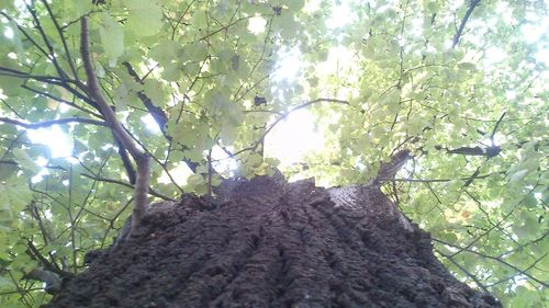 Low angle view of trees