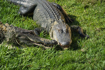 Close up view of a lizard alligator gator on grass