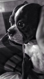 Close-up portrait of a dog