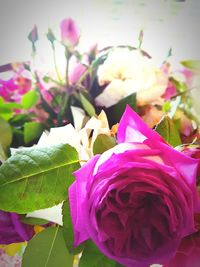 Close-up of pink rose flower