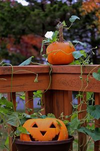 Close-up of pumpkin against orange tree