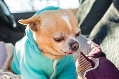 Close-up of a dog