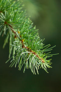 Close-up of pine tree