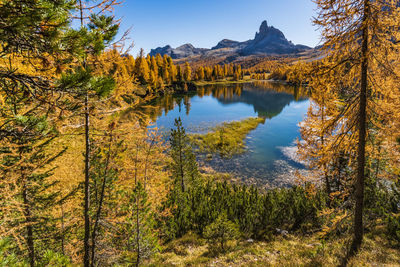 Lake amidst trees in forest during autumn