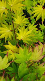 Full frame shot of fresh green leaves