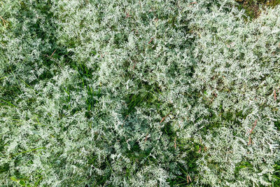 Full frame shot of plants