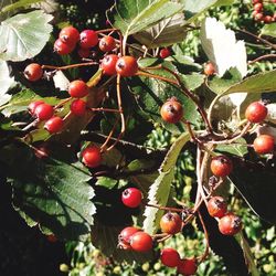 Close-up of berries growing on tree