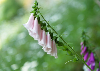 Close-up of pink flowering plant