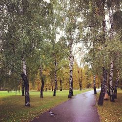 Road passing through forest