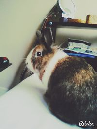 pets