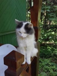Close-up of cat sitting on wood