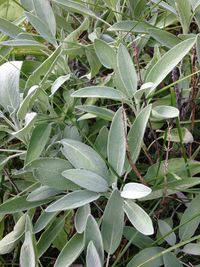 Close-up of leaves