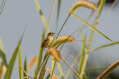 Close-up of bird perching on plant