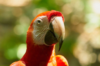 Close-up of parrot