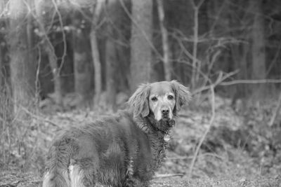 Portrait of a dog in the forest