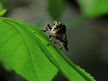 Close-up of insect on leaf