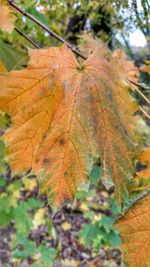 Close-up of maple leaves during autumn