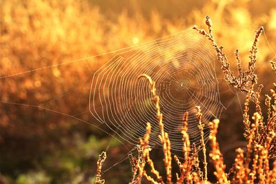 Close-up of spider web