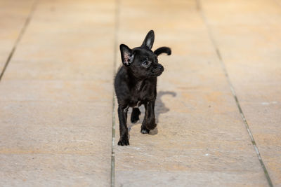 High angle view of dog sitting on footpath