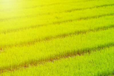 Scenic view of rice field