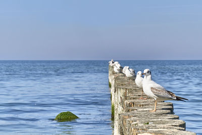 Seagull perching on wooden post in sea against clear sky