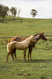 Horse grazing on field against sky