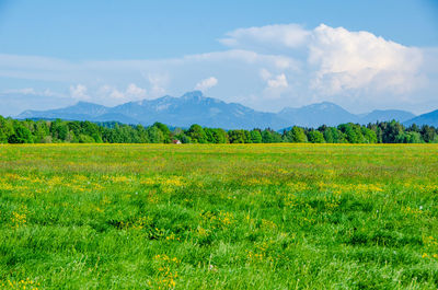 Meadow in upper bavaria with a view of the alps.