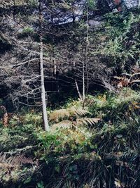 Trees growing in forest