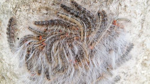 Caterpillars on rock at forest