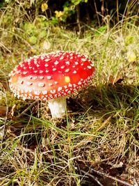 Close-up of fly agaric mushroom on field