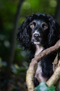 Portrait of black dog