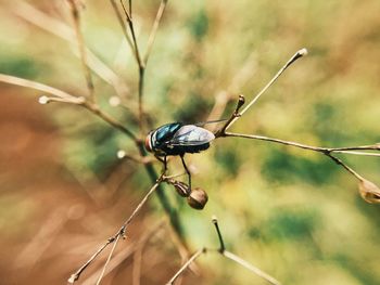 Close-up of insect on plant