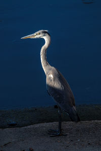 Side view of a bird on beach