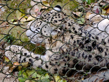 High angle view of cat