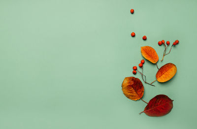 Directly above shot of leaves on white background