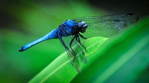 Close-up of damselfly on leaf