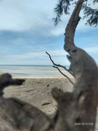 Driftwood on beach against sky