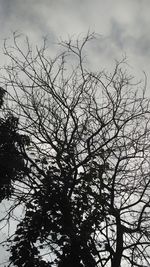 Low angle view of silhouette tree against sky