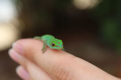 Cropped hand of person holding small lizard