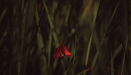 Close-up of red flower