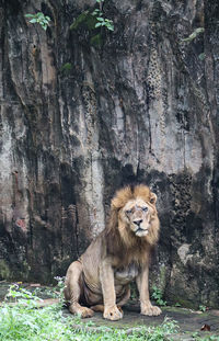 Monkey sitting on rock