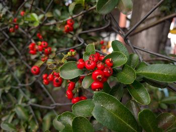 Close-up of red berries growing on tree