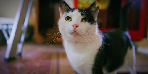 Close-up portrait of a cat at home