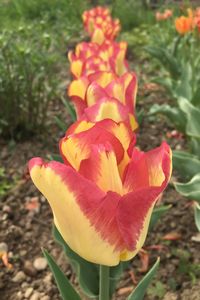 Close-up of flower blooming outdoors