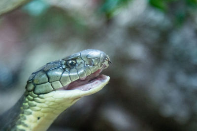 Close-up of snake